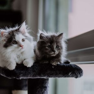 Best Cat Names for Cats by Colour of Haircoat