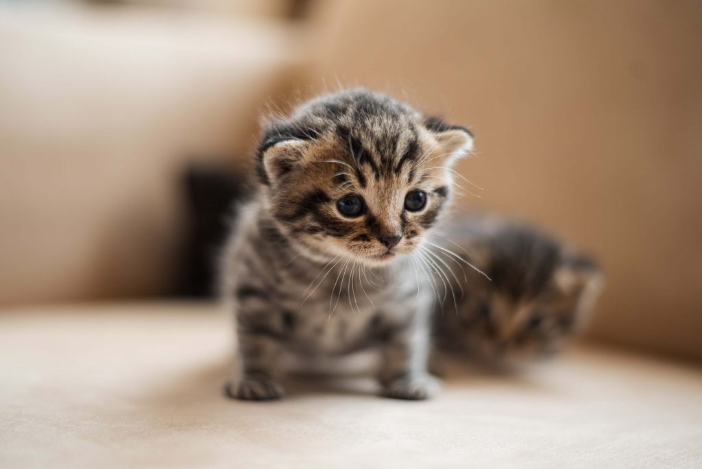 The Best Cute and Popular Names for Cats