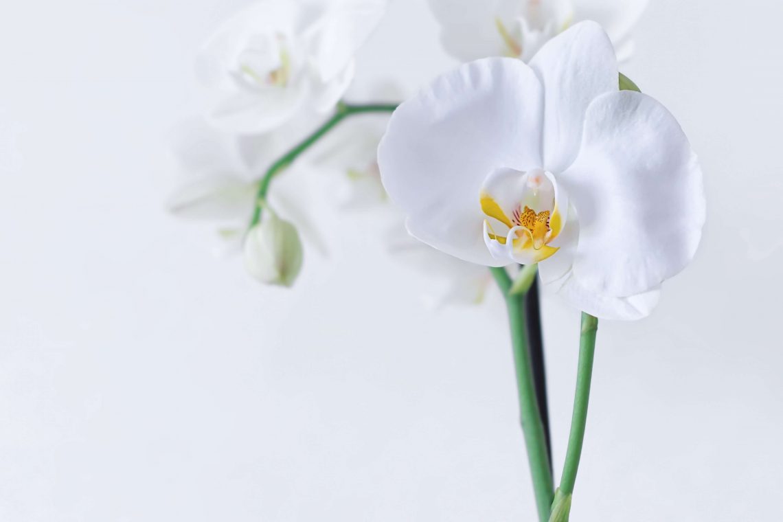 How to care for Phalaenopsis orchids at home