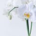 How to care for Phalaenopsis orchids at home